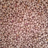 لوبیا چیتی خمین