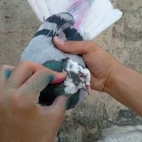 کفتر کبوتر نر