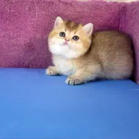 اصیل و زیبا پیشی های ما