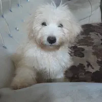 ۳ عددتوله بفروش میرسد