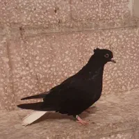 کبوتر فروشی