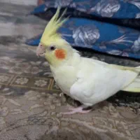 یک عدد عروس هلندی ماده