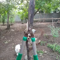 قیچی باغبانی