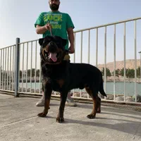 کشش روت وایلر|سگ|تهران, چیتگر جنوبی|دیوار