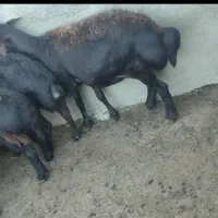 میش و قوچ و گوسفند