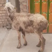 بر ه گوسفند