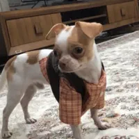 سگ نر شی هوا هوا