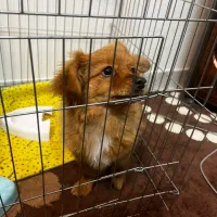 پامرا باهوش|سگ|یزد, |دیوار