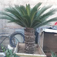 گل سیکاس بزرگ و زیبا با تنه یک متری|گل و گیاه طبیعی|مزرعه کتول, |دیوار