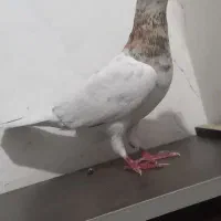 کفتر جفتگاه