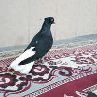 اشعل نر ماده
