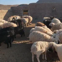 بره و بزغاله