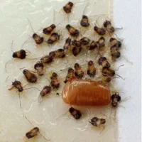 سمپاشی سم پاشی ساس سوسک موش تضمینی