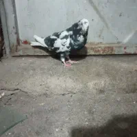 کبوتر|پرنده|بابا حیدر, |دیوار