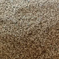 خوراک دام گندم