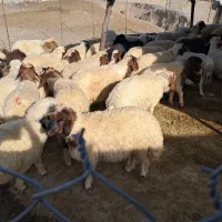 ۴۰ راس بره نر