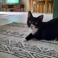 واگذاری گربه تاکسیدو|گربه|رشت, علی آباد|دیوار