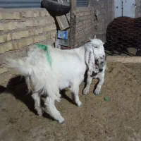 بزغاله ماده جنس خوب