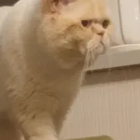 نر اگزاتیک حرفه ای (پردیس )ف ۵