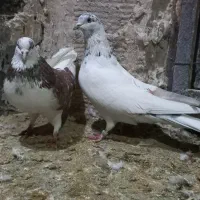 ۲ عدد نر گردن کلفت|پرنده|رباطکریم, شترخوار|دیوار