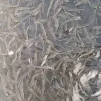 بچه ماهی قزل آلا