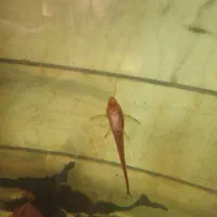 ماهی کت فیش فاروولا