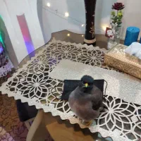 مرغ مینا سخنگو رام دستی  رخ به رخ استثنایی|پرنده|تهران, آهنگ|دیوار