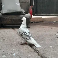 کبوتر ماده خال پیس