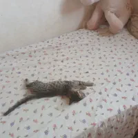 گمشده گربه|حیوانات|سبزوار, فرهنگیان|دیوار