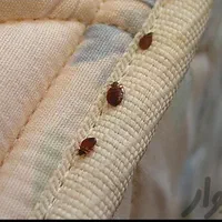 سمپاشی+سم پاش+موریانه ساس سوسک مورچه ۱۲سال ضمانت|خدمات نظافت|آبادان, |دیوار