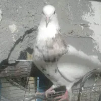 فروش کبوتر ایما