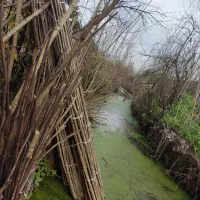 فروش قلمه درج یک صنوبر