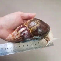 حلزون آچاتینا تعداد محدود