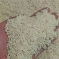 برنج شالیزار