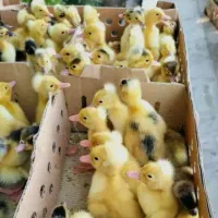 جوجه مرغ یکروزه گلپایگان. جوجه یک روزه محلی خالص|حیوانات مزرعه|شیراز, ارم|دیوار