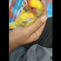 طوطی کوتوله|پرنده|چهاردانگه (تهران), |دیوار