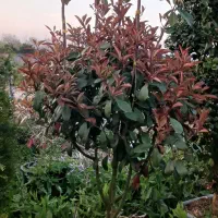 فتونیا یاس پالم