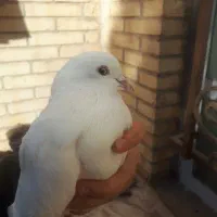 کفتر پرشی|پرنده|بافق, |دیوار