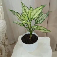 گل آگلونما برفی
