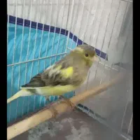 قناری سهره|پرنده|شیراز, میانرود|دیوار