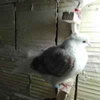 7 تا کفتر پرشی صید|پرنده|مشهد, شهید قربانی|دیوار