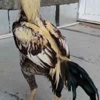 خروس (لاری)
