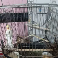 عروس هلندی|پرنده|نسیمشهر, |دیوار