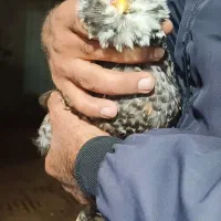 تخم مرغ گلین اصل