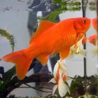 پخش و ارسال ماهی قرمز عید