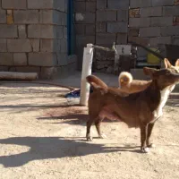 واگذاری توله پاکوتاه