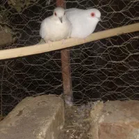 پرنده خونگی