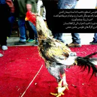 خروس‌لاری|حیوانات مزرعه|رباط‌کریم, رباط‌کریم|دیوار