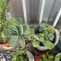 گل خانگی|گل و گیاه طبیعی|پرهسر, |دیوار