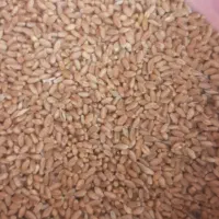 گندم بوجاری شده سیروان